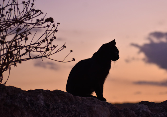 Searching for the Hidden Cats of Paris