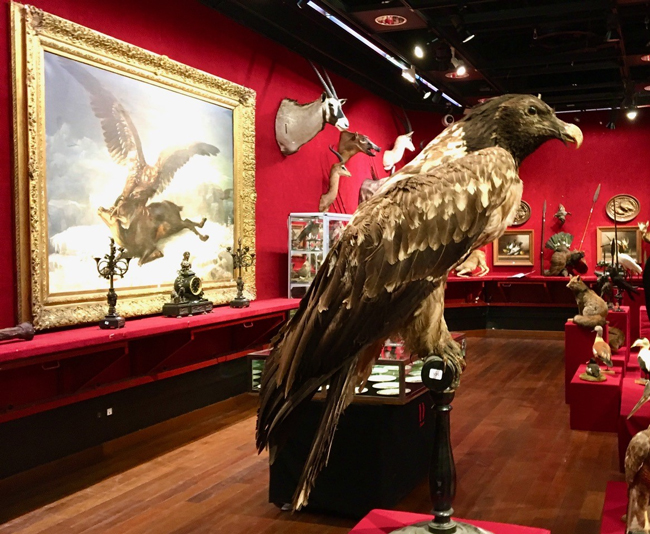 Drouot taxidermy eagle exhibit