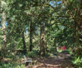 Woodland Jardin behind Swann Chateau