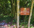 Woodland garden behind Swann Chateau in Illiers