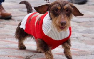 Paris Sausage Walk: Admire Darling Dachshunds on the Seine