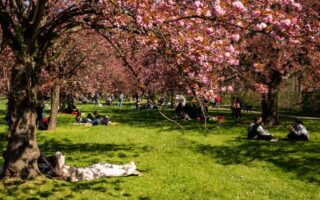 Cherry Blossoms in Paris: The Hanami Fête in Parc de Sceaux 2023