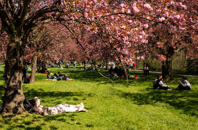 Cherry Blossoms in Paris: The Hanami Fête in Parc de Sceaux 2023