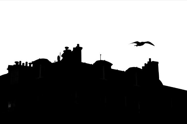 Paris Vignettes: The City’s Birds