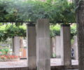 vines