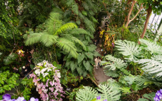 1001 Orchids at the Jardin des Plantes