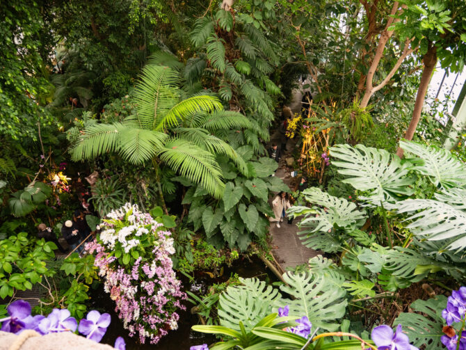 1001 Orchids at the Jardin des Plantes