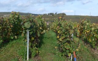 A Champagne Walk an Hour from Paris