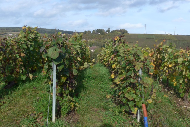A Champagne Walk an Hour from Paris