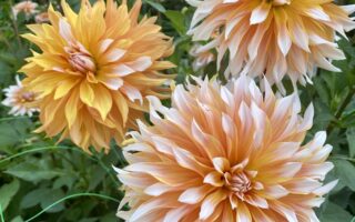 The French Floral Touch: The Magic of Dahlias in Paris