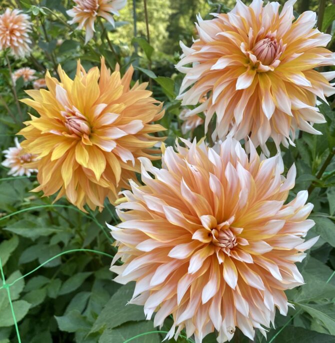 The French Floral Touch: The Magic of Dahlias in Paris