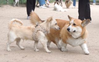 The Dogs of Paris: Playful and Pampered Pets