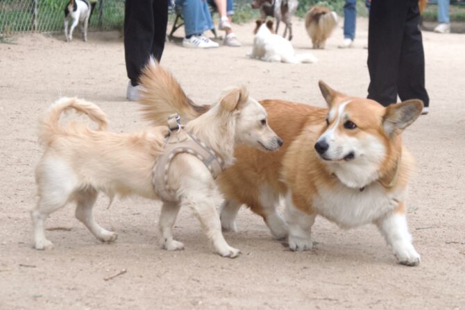The Dogs of Paris: Playful and Pampered Pets