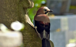 A Wildlife Sanctuary in the World’s Most Famous Cemetery