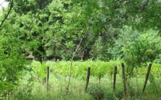 Paris Wine Walks: My Boozy Afternoon in the Latin Quarter